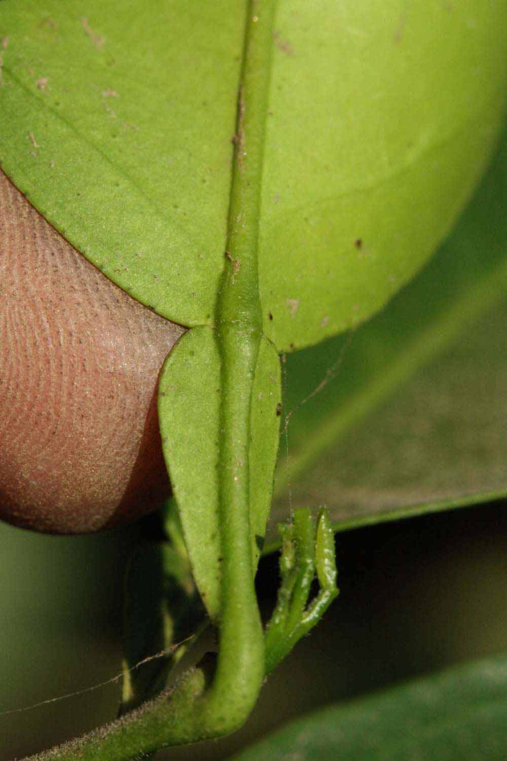              Petiole (Riverside, CA)       
